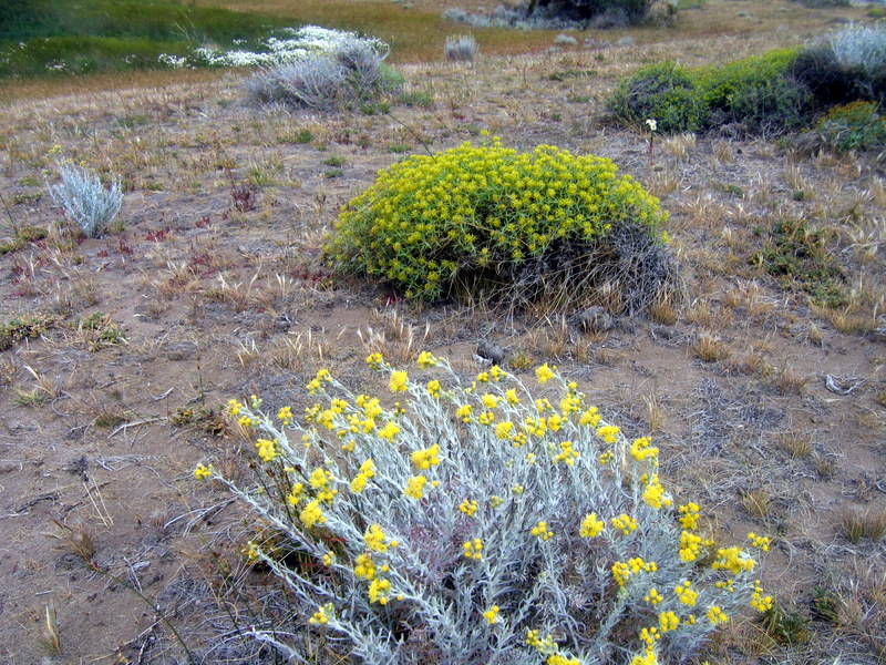 IMG_4409.JPG  El Calafate