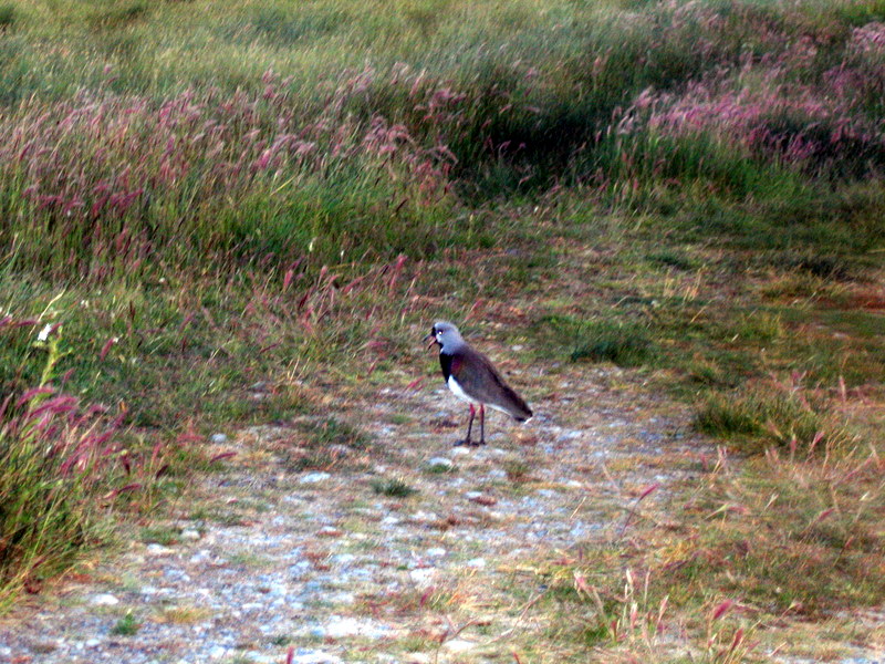 IMG_4419.JPG  El Calafate