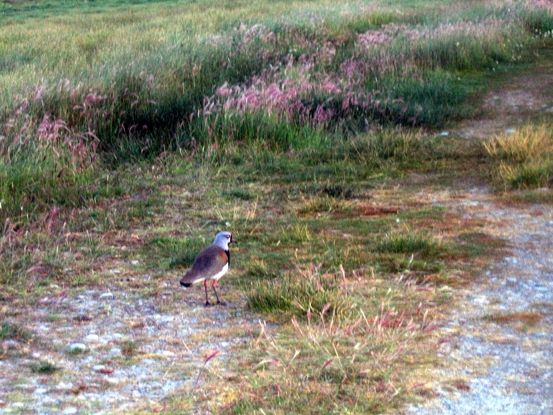 IMG_4420.JPG  El Calafate
