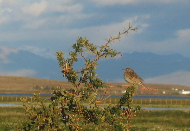 IMG_4435.JPG  El Calafate
