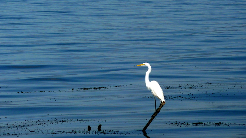 Grande aigrette