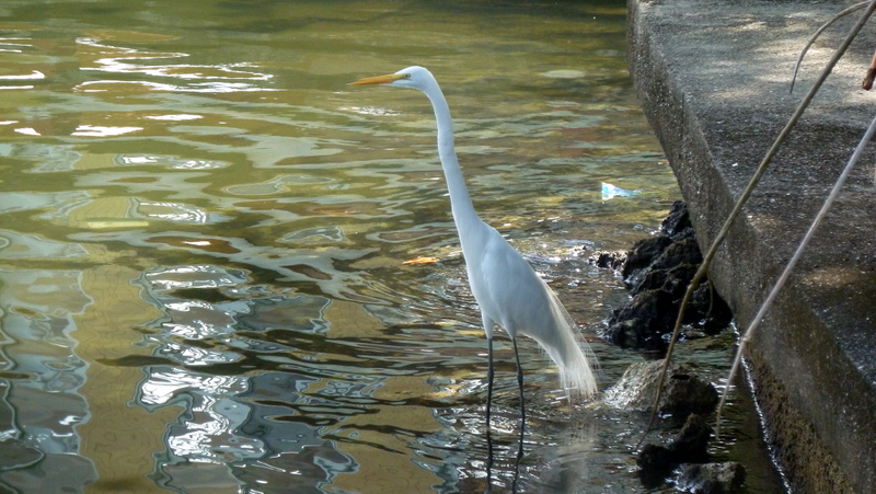 Grande Aigrette