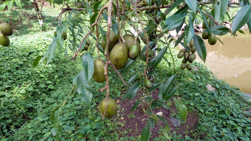 Fruit  de croisement (jocote?)