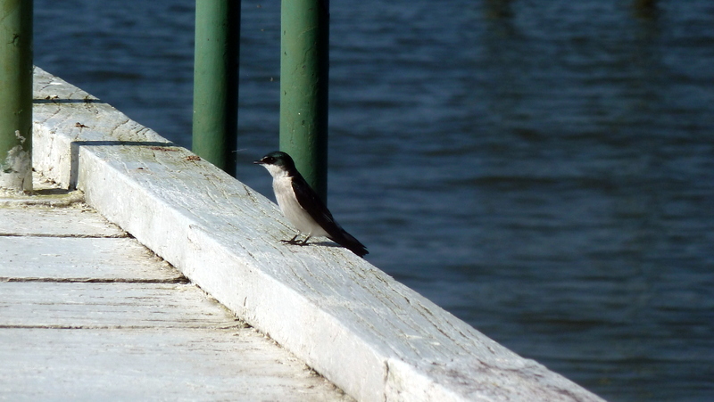 Hirondelle de mangrove 
