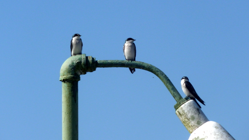  Hirondelle de mangrove