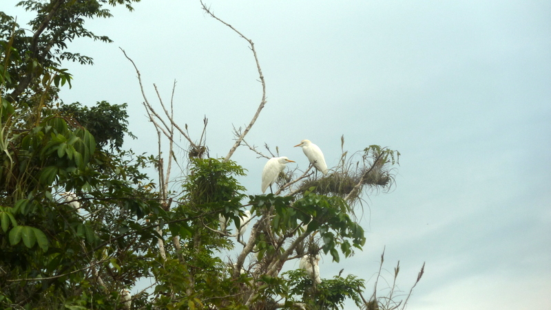 Grande Aigrette