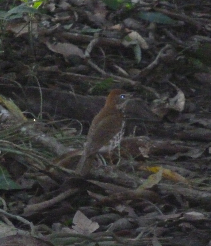 Grive des bois