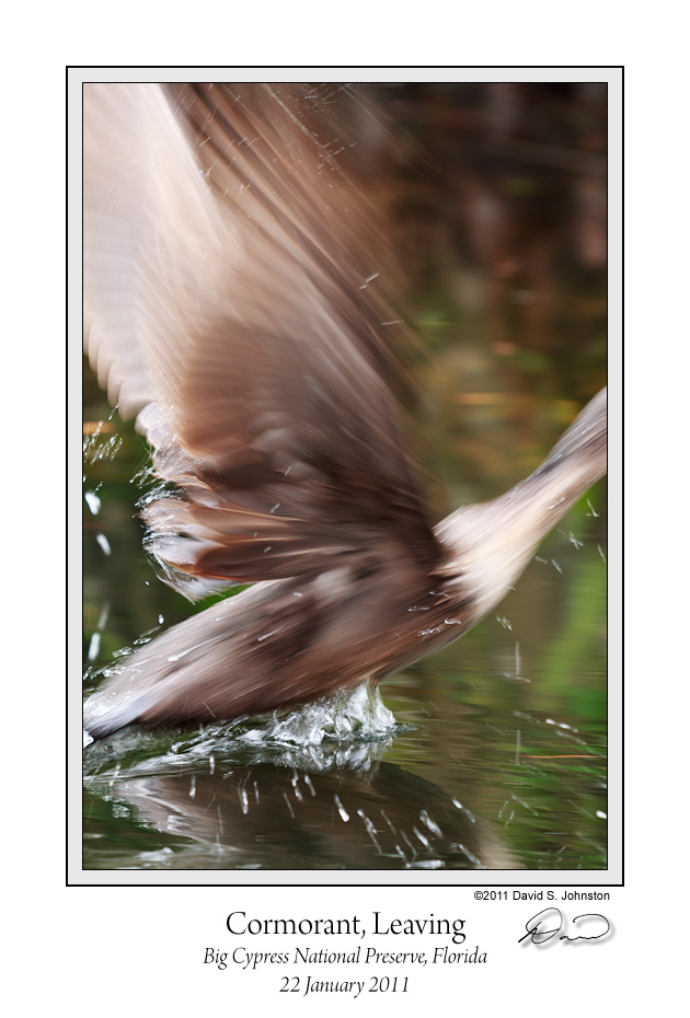 Cormorant Leaving.jpg