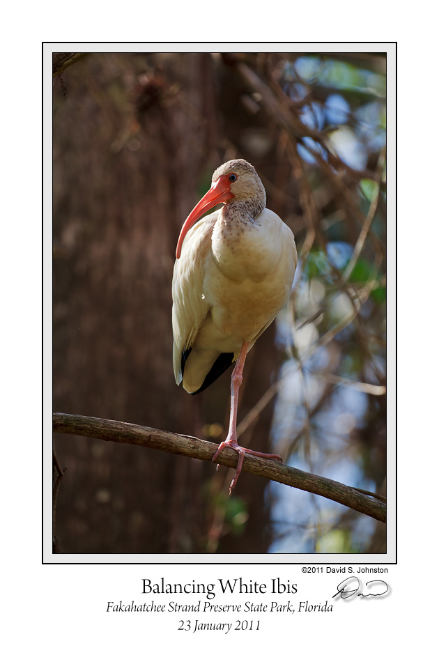 Balancing White Ibis.jpg