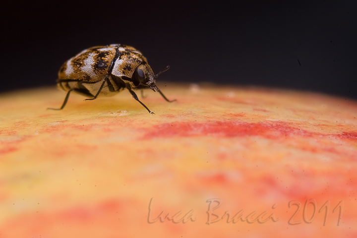 insect on apple