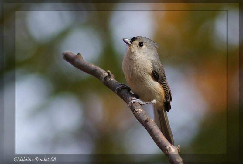 Msange bicolore (Tufted Titmouse)