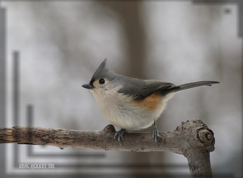 Mésange bicolore (Tufted Titmouse)