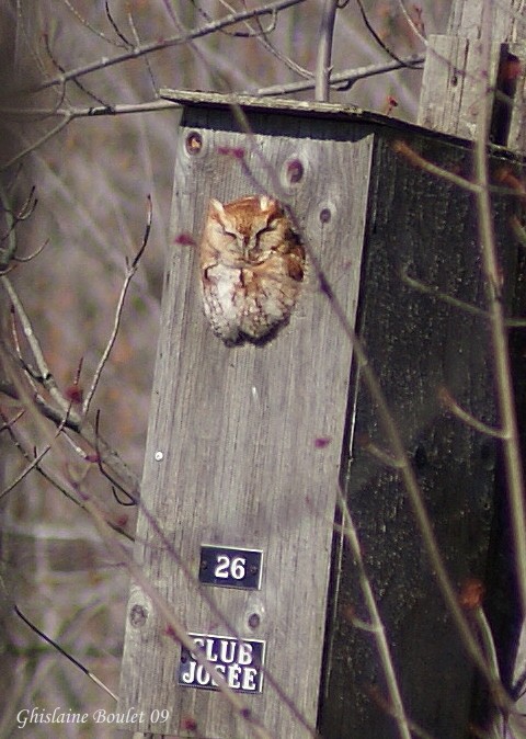 Petit-duc macul (Eastern Screech-Owl)