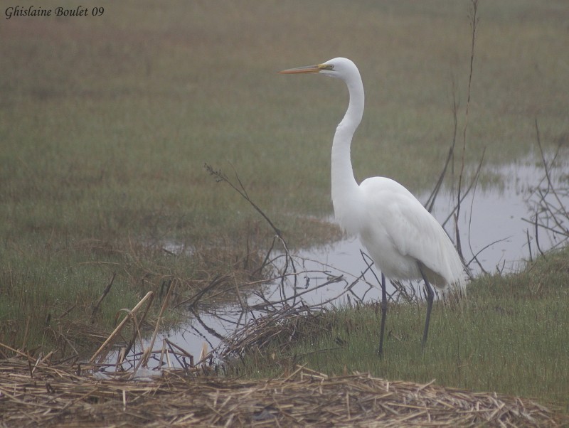 Grande Aigrette (Great Egret)