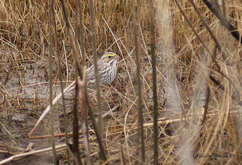 Bruant des prs (Savannah Sparrow)