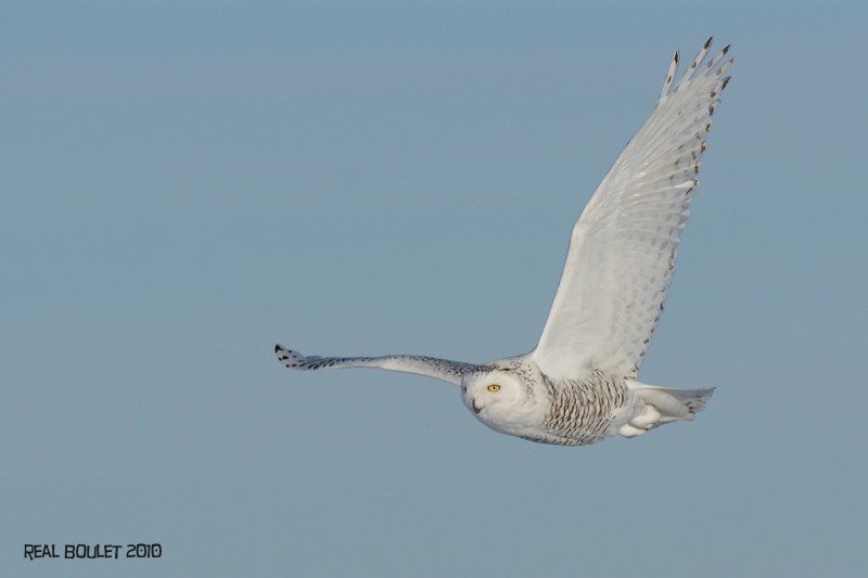 Harfang des neiges (Snowy Owl)