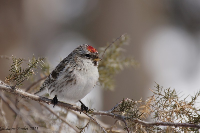 Sizerin flamm (Common Redpoll)