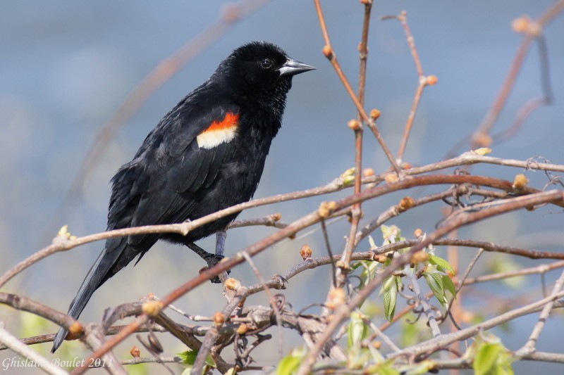 Carouge  paulettes (Red-winged Blackbird)