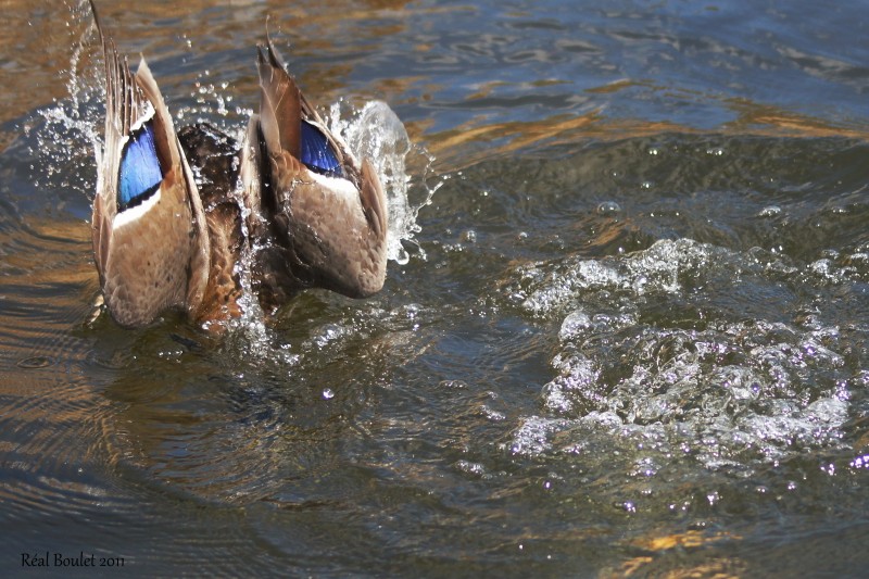 Canard colvert (Mallard)
