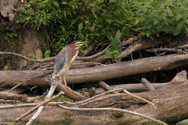 Hron vert (Green-backed Heron)
