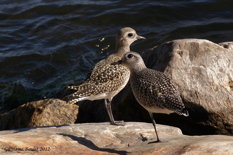 Pluvier argent (Black-bellied Plover)