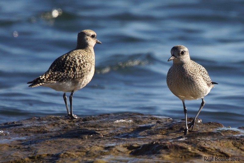 Pluvier argent (Black-bellied Plover)