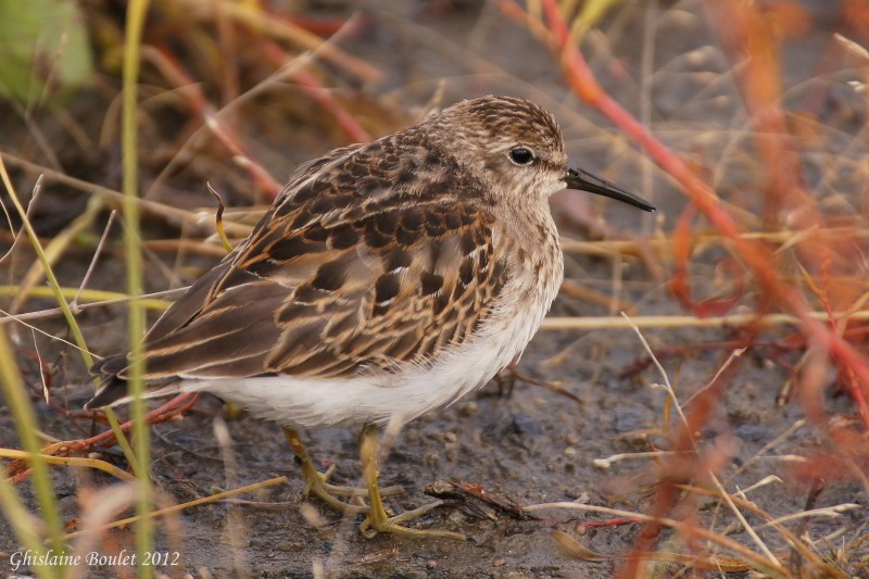 Bcasseau minuscule (Least Sandpiper)