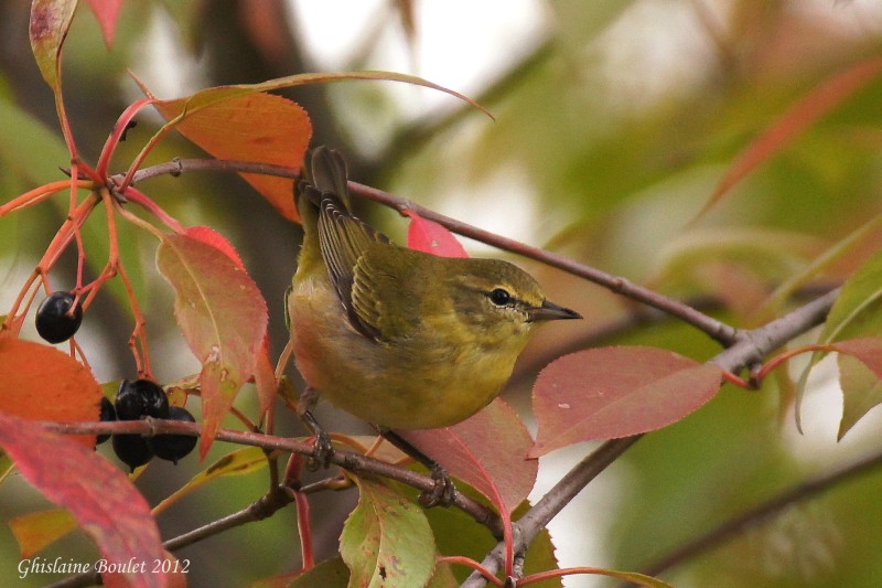 Paruline obscure (Tennessee Warbler)