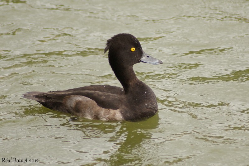 Fuligule morillon (Tufted Pochard)