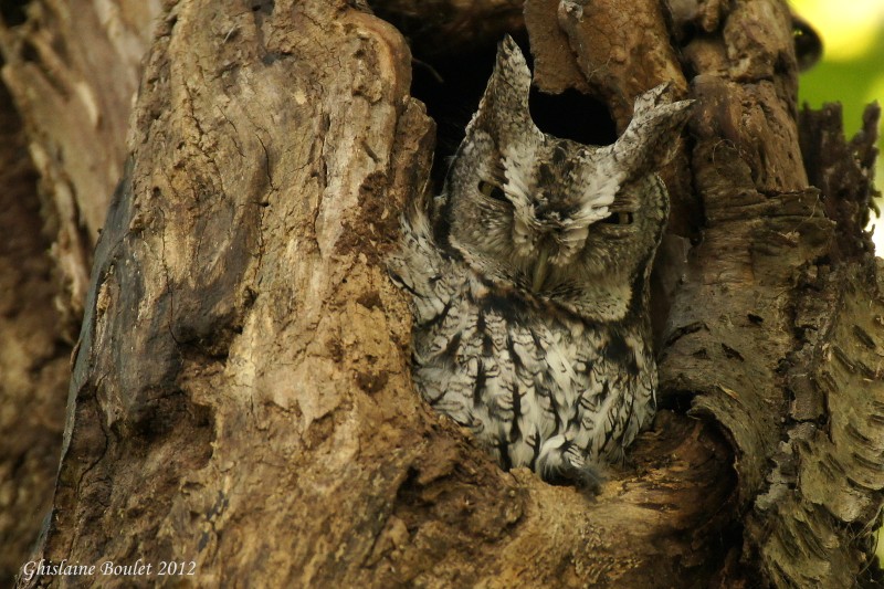 Petit-duc macul (Eastern Screech-Owl)