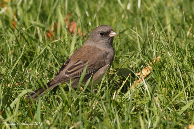 Junco ardois (Dark-eyed Junco) 