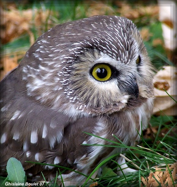 Petite Nyctale (Northern Saw-whet Owl)