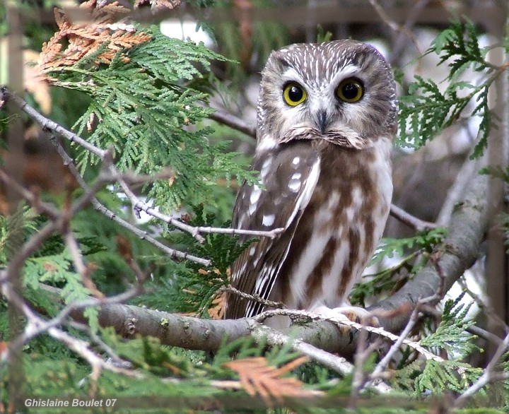 Petite Nyctale (Northern Saw-whet Owl)