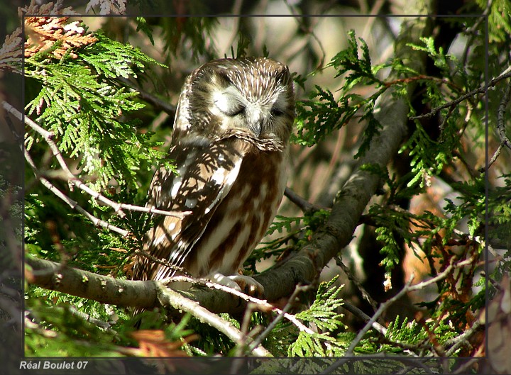 Petite Nyctale (Northern Saw-whet Owl)