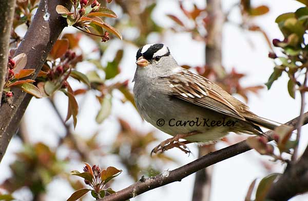 Jump!  White Crowned Sparrow