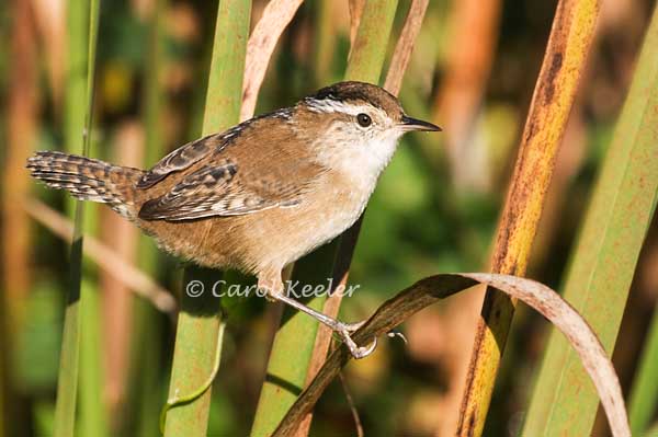 Juvenile Marsh Wren