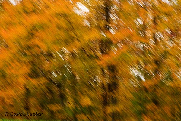 Fall Trees