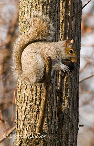 Squirrel with Tasty Walnut
