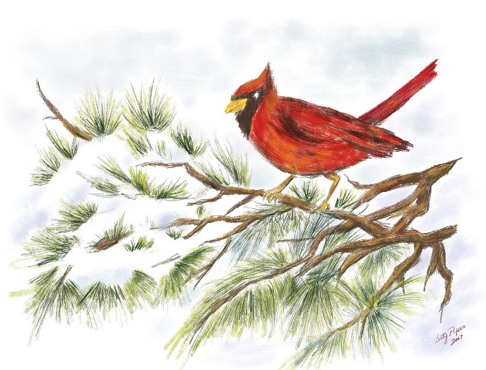 Red bird in snow -Week 4