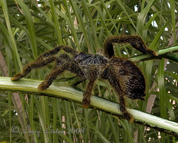 TARANTULA IMG_0101 (c)