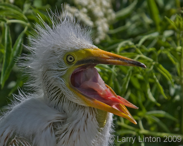 GREAT EGRET CHICK IMG_0004