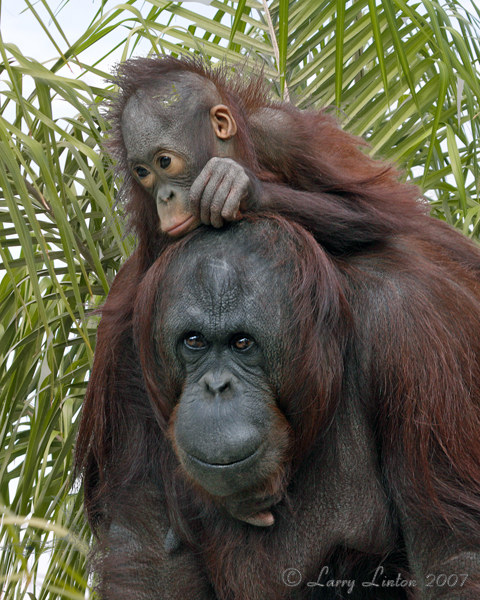 ORANG UTAN MOTHER AND BABY IMG_0013 (c)