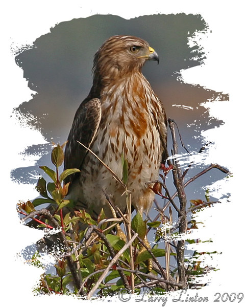 RED-SHOULDERED HAWK