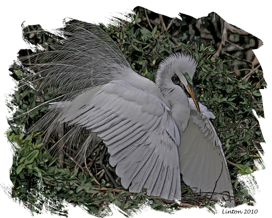 BREEDING PLUMAGE