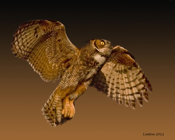 GREAT HORNED OWL FLIGHT