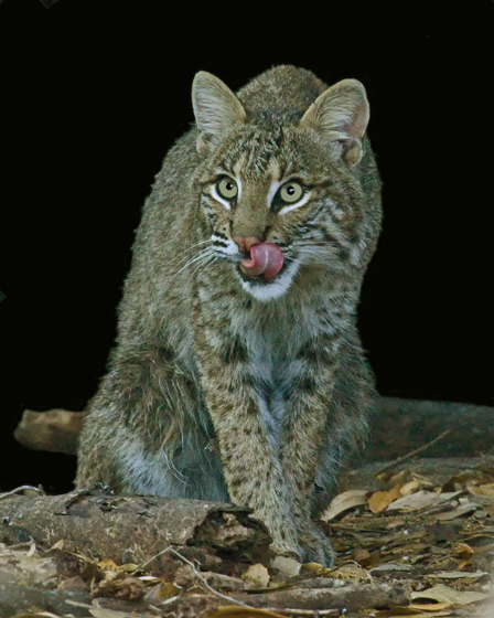 BOBCAT (Lynx rufus)  IMG_9350