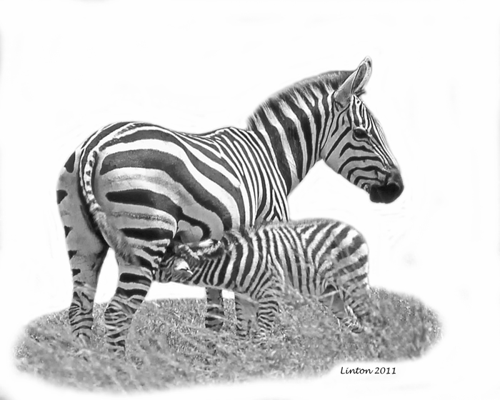 BURCHELLS ZEBRA MARE AND FOAL  (Equus burchelli)