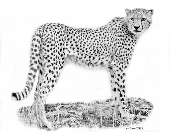 SERENGETI  CHEETAH   (Acinonyx jubatus)