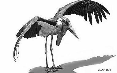 MARABOU STORK       (Leptoptilos cruneniferus}