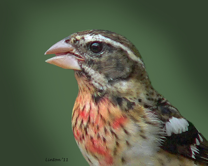  ROSE BREASTED GROSBEAK (Pheucticus leudovicianus)  P1000573
